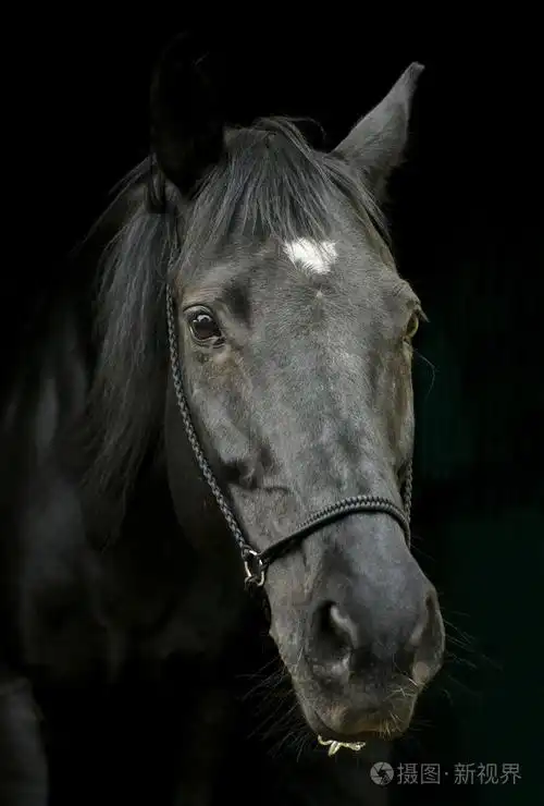 黑色马的缰绳和黑暗的鬃毛和白斑头顶上一个黑色的背景上