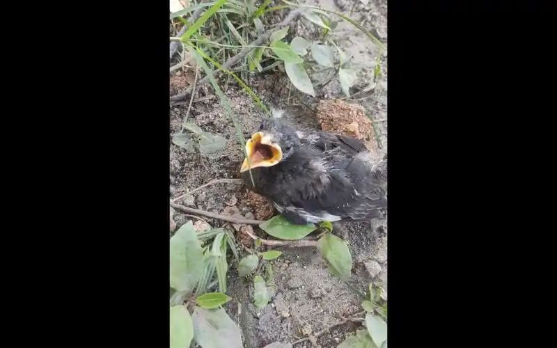 路边偶遇一只乌鸦幼崽