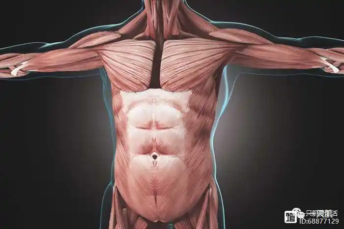 通常,核心肌肉80"腹肌",如腹直肌和腹横肌80"胸肌",如胸大肌80"