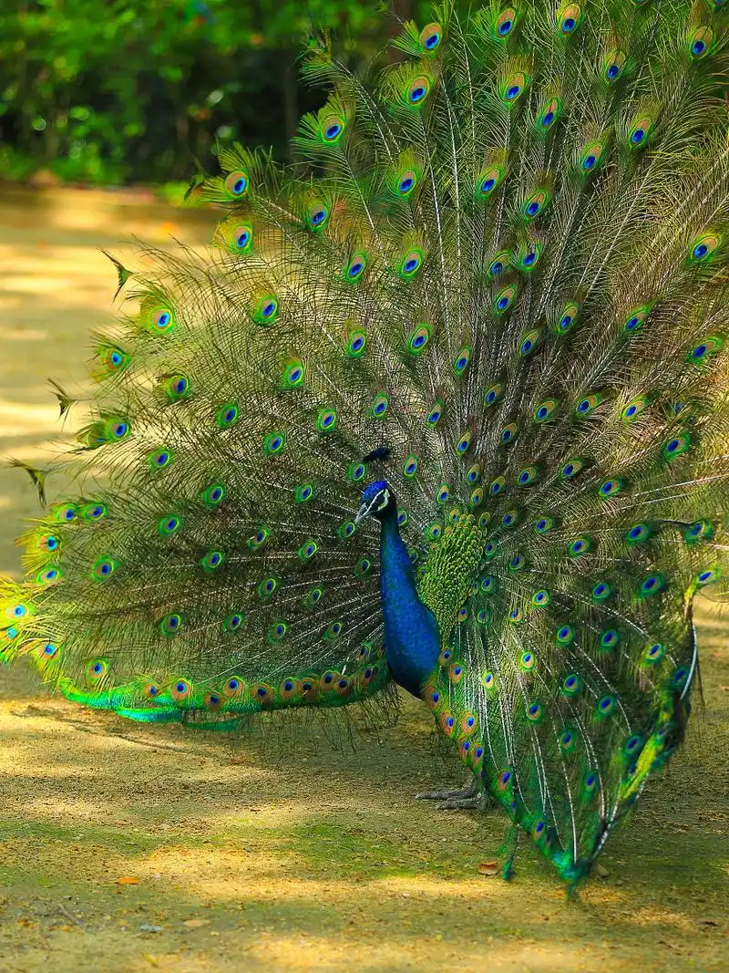 【来一组开屏的孔雀】 第 7 幅查看大图曝光:1/250 sec光圈:f2.