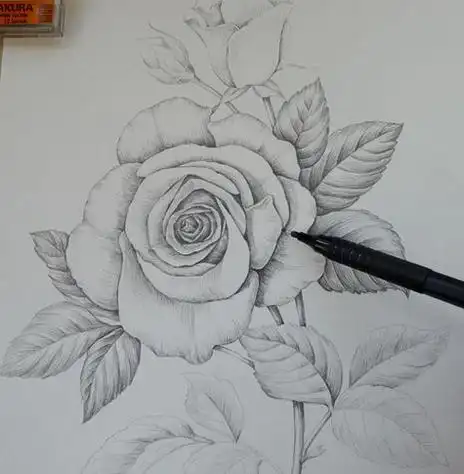 玫瑰花图片简笔画素描带刺玫瑰花素描素材黑白玫瑰花怎么画简单好看