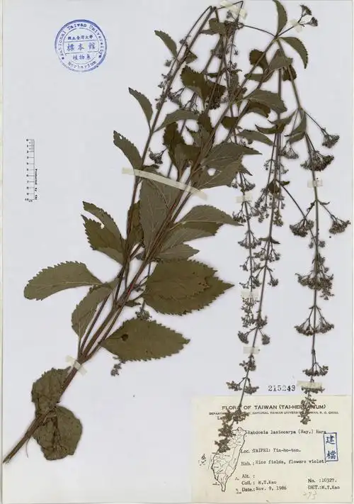 mazz.) h. hara):唇形科香茶菜属灌木,极多分枝,高1.2-1.