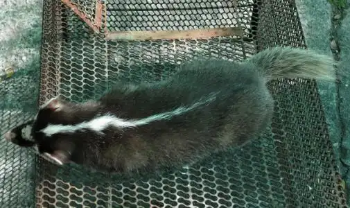 这个是什么动物?