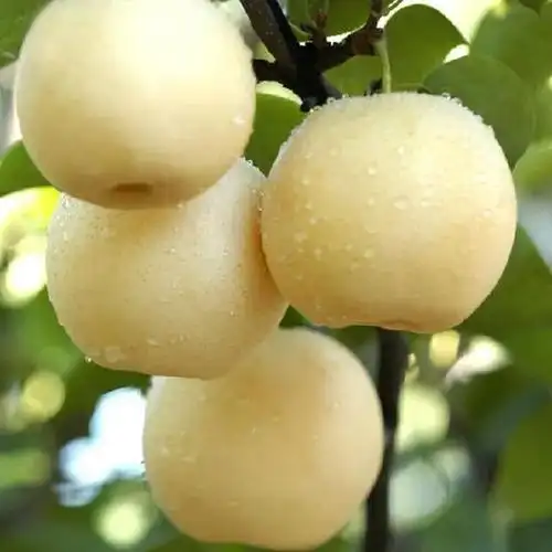 我国雪梨十大品种排行榜