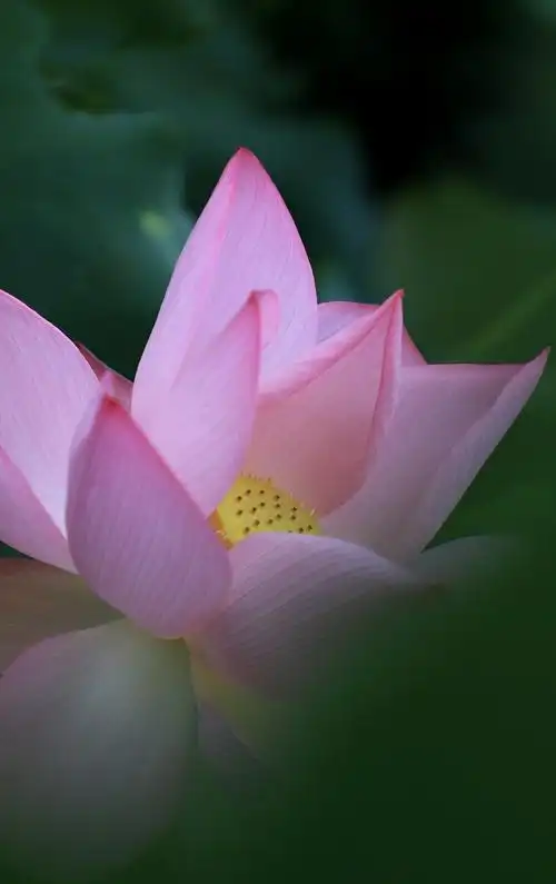 炎炎夏日.气温连续爬升.荷塘荷花悄悄绽放.找一处荷花盛开之地.