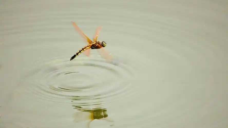 蜻蜓点水,是一个耳熟能详的成语,但真实的