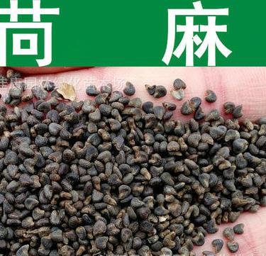 qcdd苘麻种子青麻种子野苎麻线麻冬葵种子小苘子做麻绳用种籽 苘麻