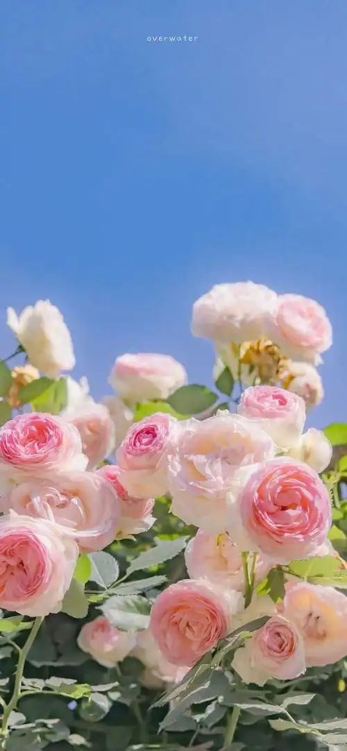 超级养眼的夏日壁纸,快来挑一张吧