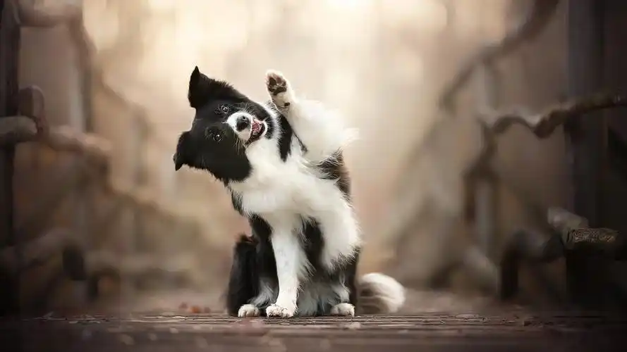 有哪些有个性的电脑桌面壁纸