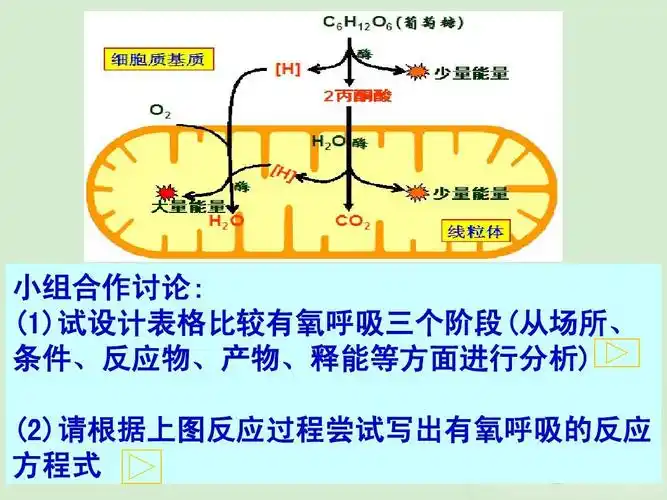 (1)试设计表格比较有氧呼吸三个阶段(从场所, 条件,反应物,产物,誓苘