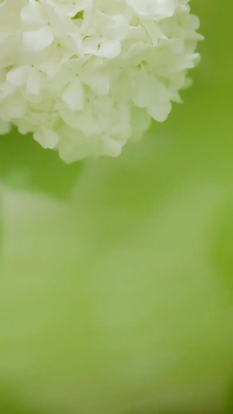 清新素雅绣球花唯美高清手机壁纸