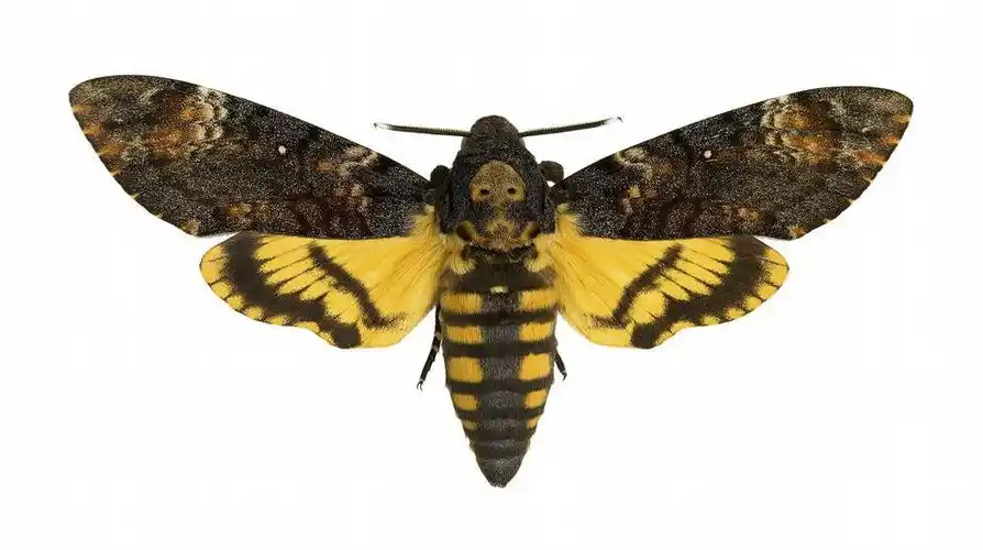 鬼脸天蛾:"沉默羔羊"的恐怖生物