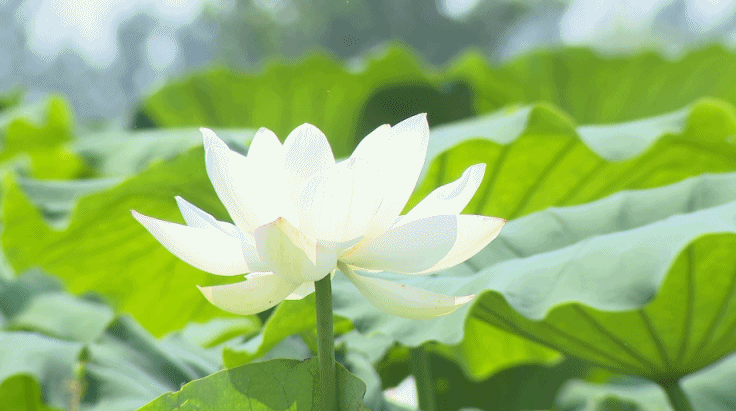 就在邳州这个地方→|荷塘|荷花|银杏_网易订阅