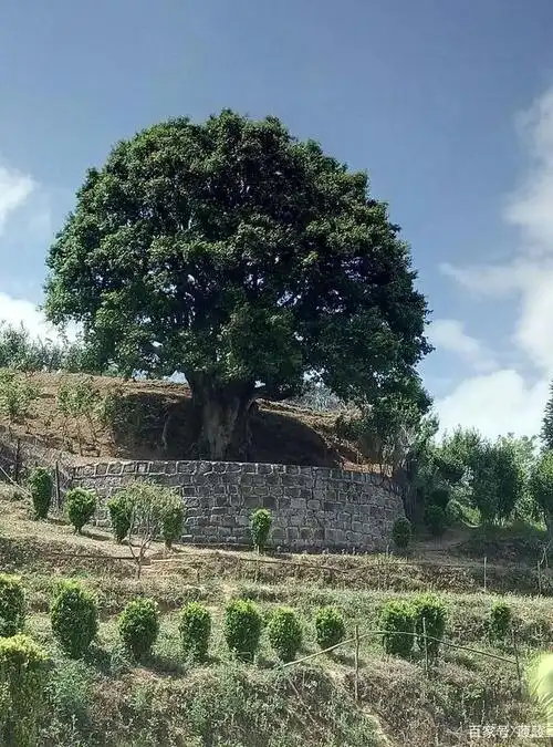 探访世界最古老茶树——3200多年的茶祖"锦绣茶祖"