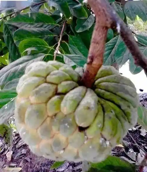 100多种罕见水果欣赏_名字_收集整理_都江堰