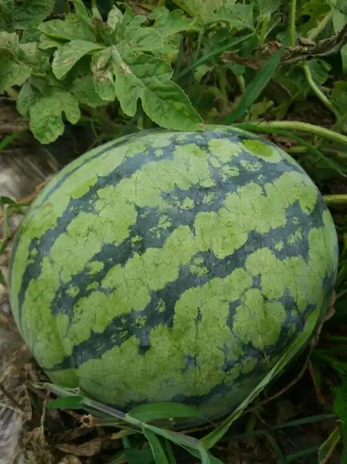 夏日炎炎,瓜儿甜甜