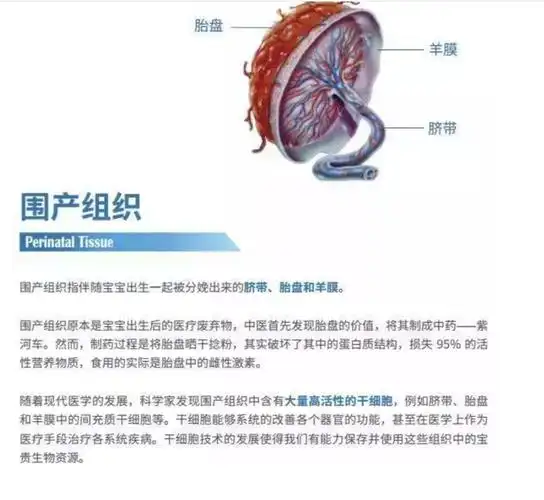 脐带胎盘干细胞存储美容脐带胎盘干细胞储存的作用