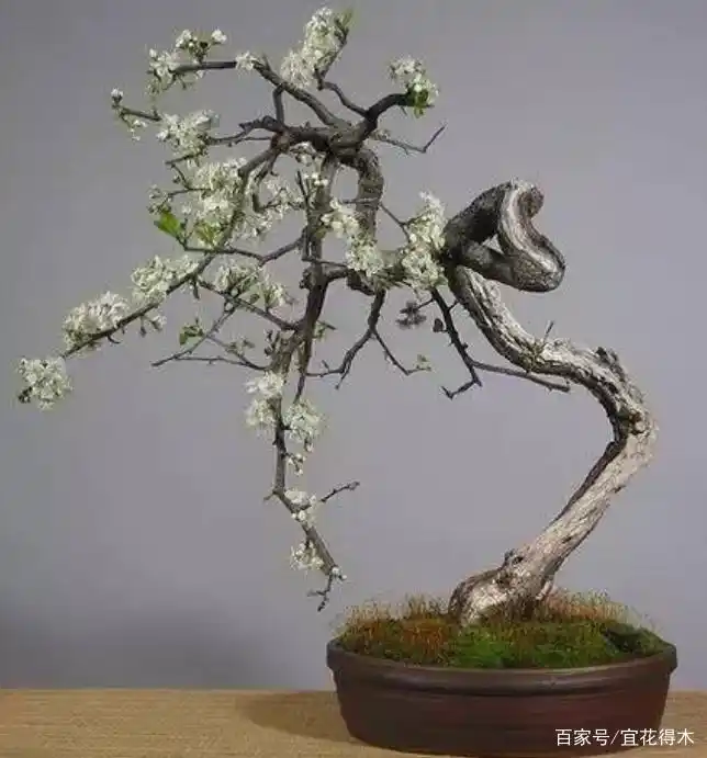 浅谈梅花盆景冬季养护的几点注意事项