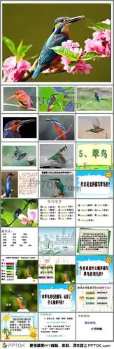 人教版三年级下册第5课翠鸟介绍ppt