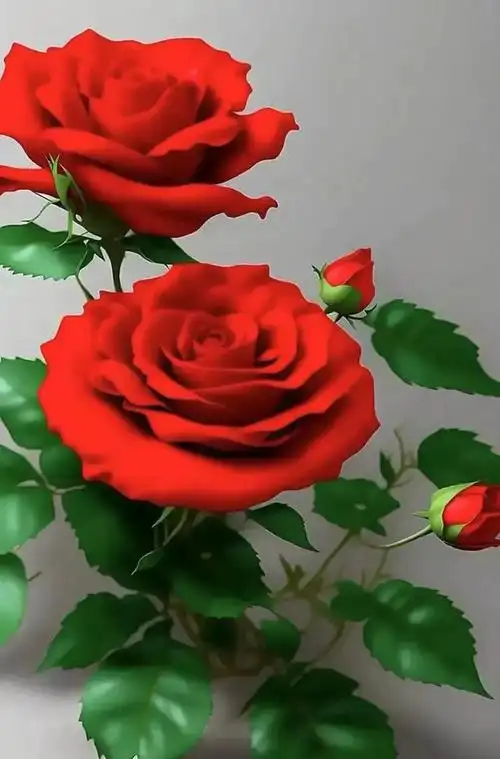 玫瑰花是什么科?