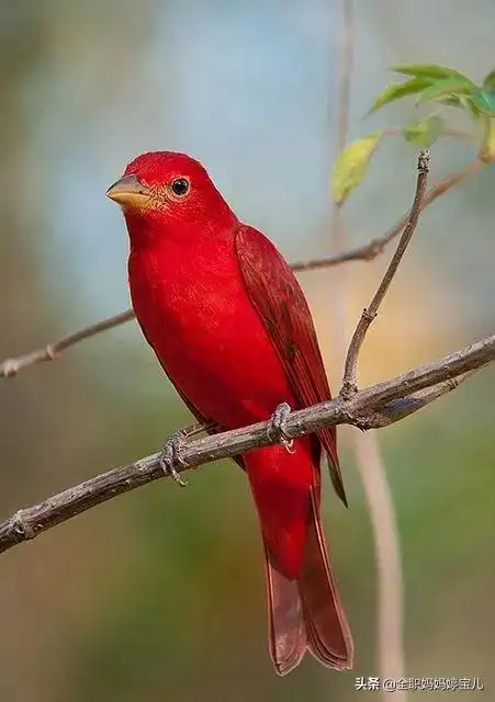 分享——红色鸟类合集
