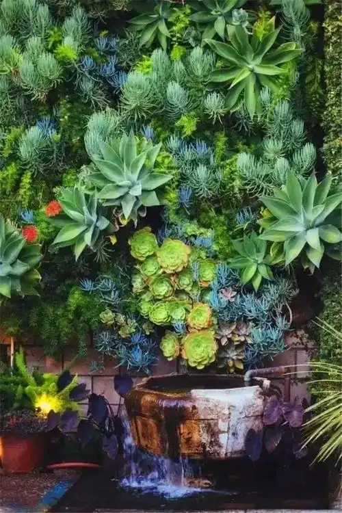 多肉庭院这样种,比花园还美