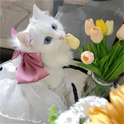 超可爱又治愈的高清猫咪头像图片 适合微信头像的呆萌猫咪图片