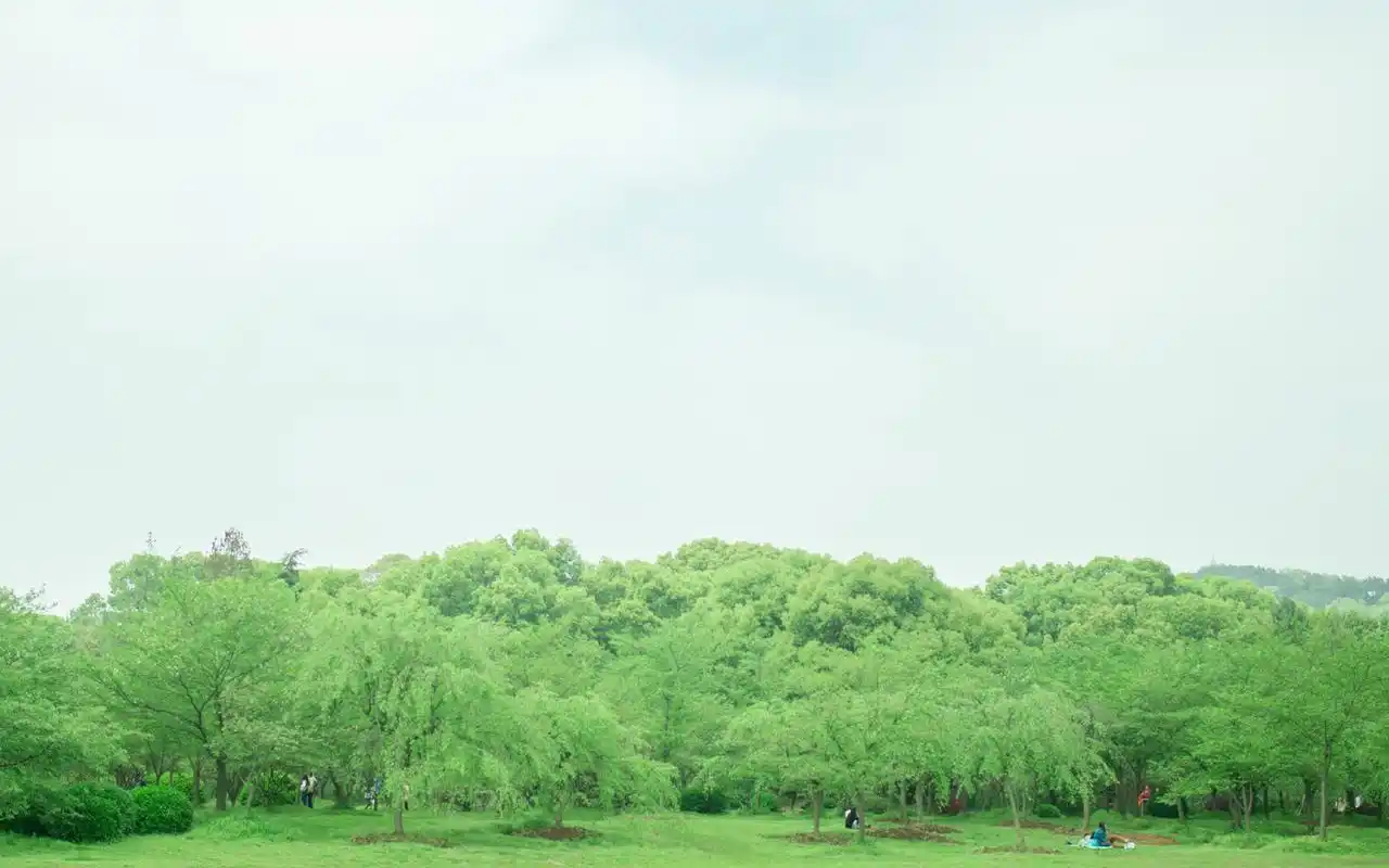 唯美小清新自然风景桌面壁纸,简单自然的绿色自然风景,唯美的小清新