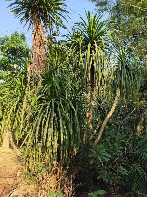 常年批量供应室内客厅大型盆栽绿植龙须树移植苗(龙血树)