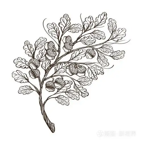 轮廓矢量插图隔离在白色背景上.