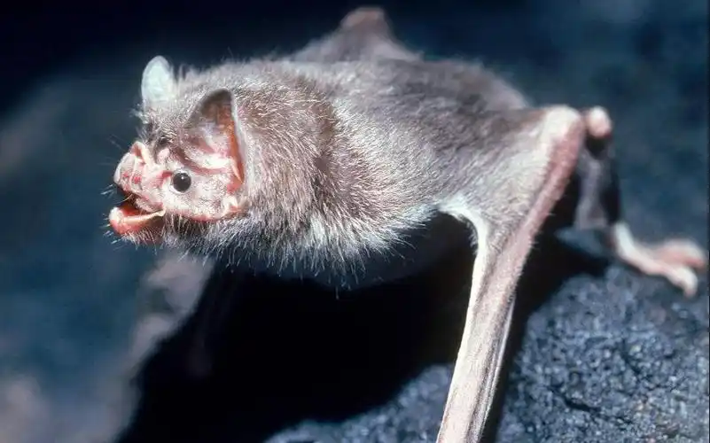 亚马逊热带雨林恐怖生物吸血蝙蝠