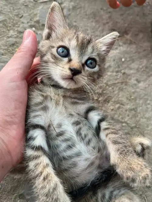 合肥英短串串家养找领养