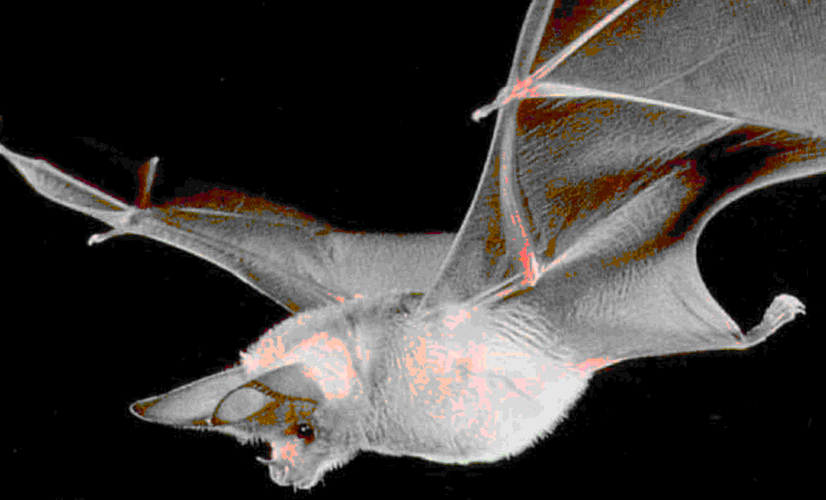 求蝙蝠小时候的图片啊!小时候的