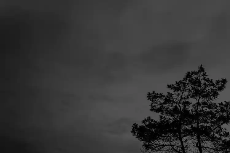 黑夜孤独的树