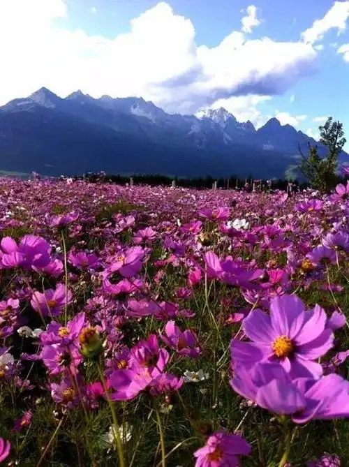 面朝雪山 百花盛开——到丽江看中国最美花海