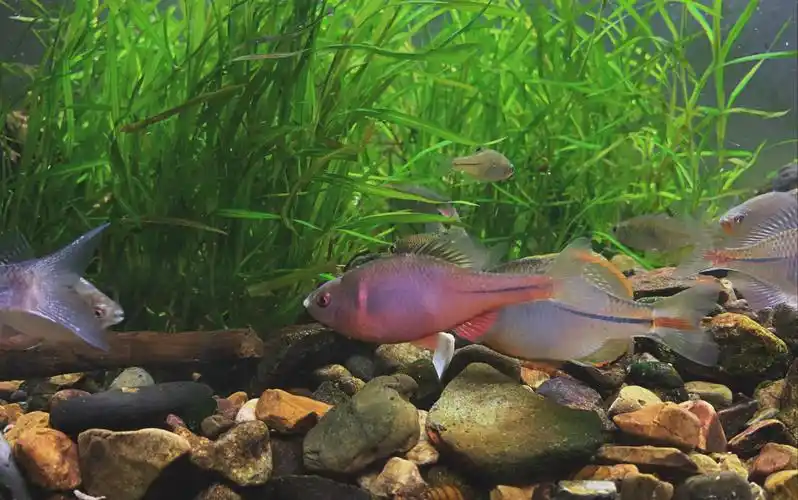 鳑鲏鱼靠河蚌才能繁殖后代的鱼共生的鳑鲏鱼和河蚌