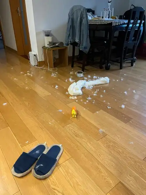 调皮捣蛋  3天2打  昨天回家把圈妈的兔毛围巾咬掉了2个球  满地鸡毛