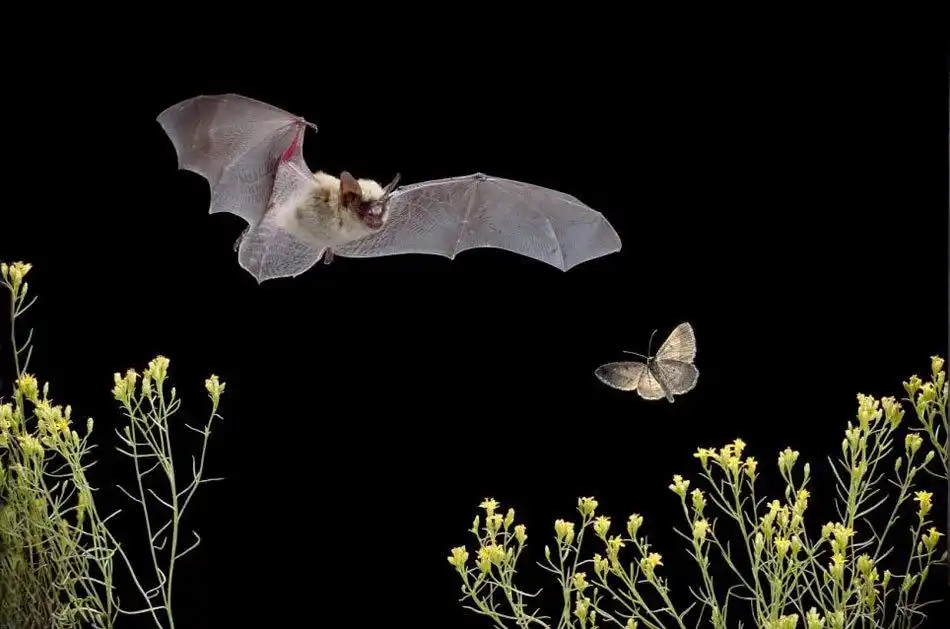 美摄影师抓拍蝙蝠夜间追捕昆虫池塘饮水瞬间_高清图集_新浪网