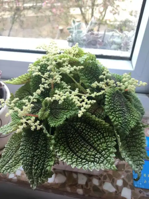 皱叶留兰香,皱叶冷水花