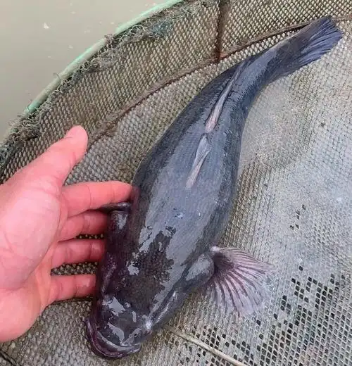 有业内人士还是建议养殖户在价格超过30元/斤(杂交笋壳鱼)后即可根据