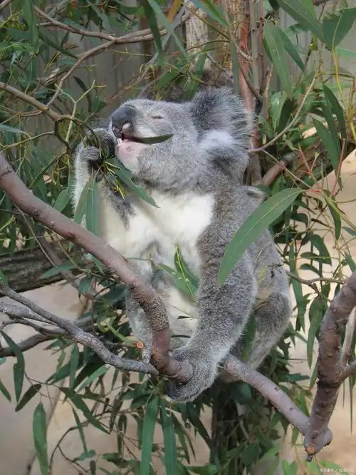 在澳大利亚的森林中,有一种可爱而懒散的动物——考拉.