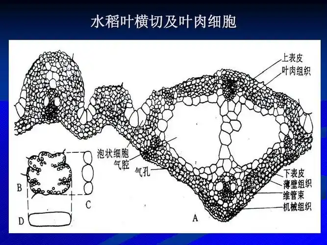 水稻叶横切及叶肉细胞