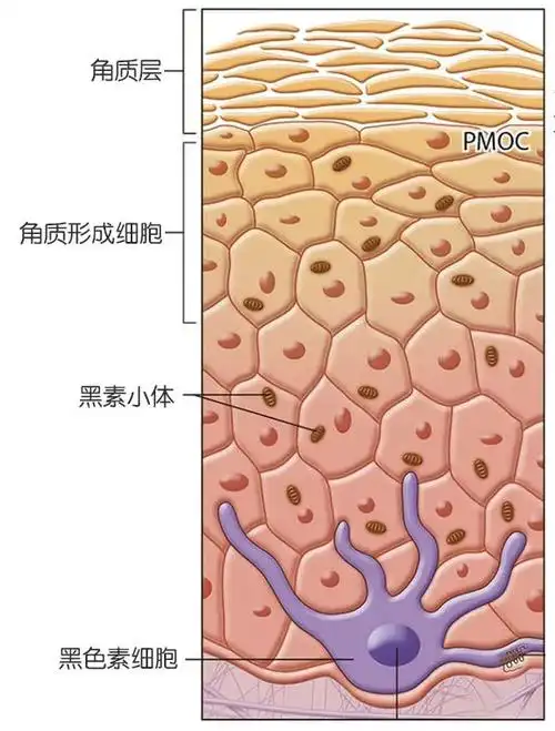 皮肤表皮层结构