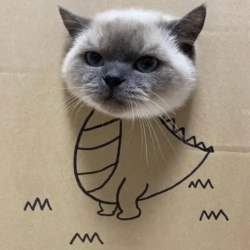 萌宠猫咪头像可爱风