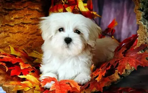 可爱超萌的狗狗