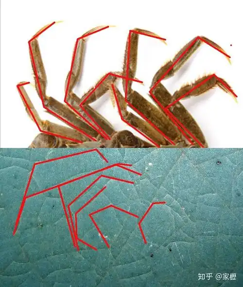 图2:汝窑开片的"蟹爪纹"对比图清凉寺汝窑器的釉色大部分是青绿色的