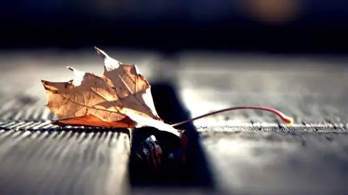 的枯叶 > || 更新时间:2018-08-17 颜色分 黑色 关键词:  枯叶 伤感