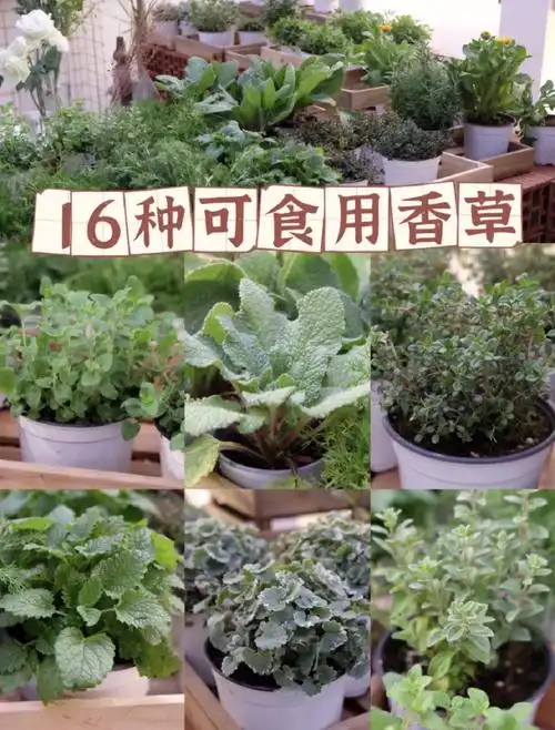 香草系16种可食用香草