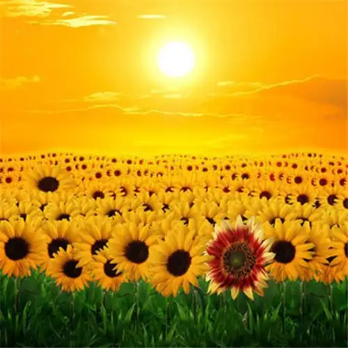 适合一辈子风景头像图片