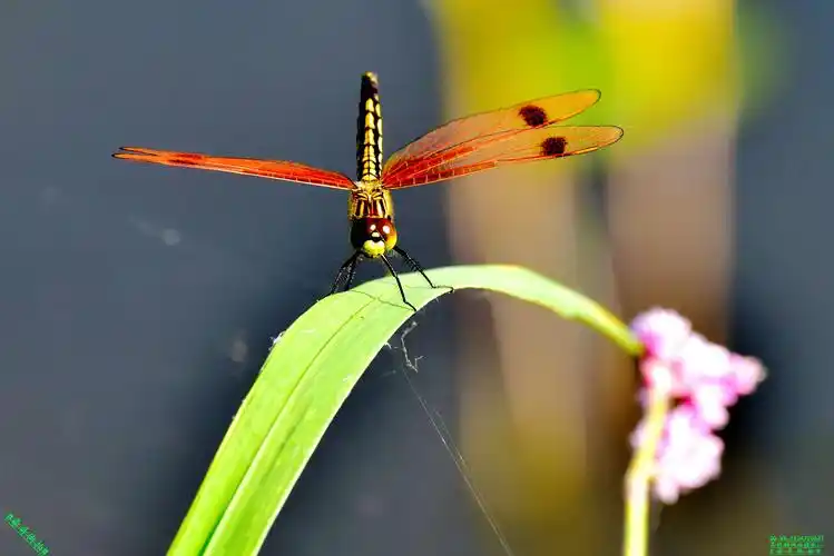 豪哥街拍#——池塘边邂逅漂亮的小可爱——红蜻蜓——没想到一瞬间它